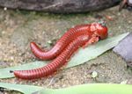 Two red millipedes mating (Kalimantan, Borneo (Indonesian Borneo)) 