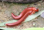 Two red millipedes reproducing (Kalimantan, Borneo (Indonesian Borneo)) 