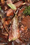 Pitcher plant; Nepenthes rafflesiana; positioned on the forest floor (Kalimantan; Borneo (Indonesian Borneo))