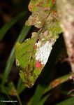 Bright red insect on leaf in rainforest (Kalimantan, Borneo (Indonesian Borneo)) 