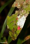 Bright red insect (Kalimantan, Borneo (Indonesian Borneo)) 