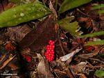Red fruits on rainforest shrub (Kalimantan, Borneo (Indonesian Borneo)) 