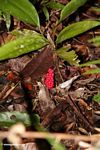 Red fruits on rainforest shrub (Kalimantan, Borneo (Indonesian Borneo)) 