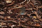 Yellow-; green-; and orange-spotted butterfly with blue underparts; in leaf litter (Kalimantan; Borneo (Indonesian Borneo))