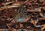 Yellow-, green-, and orange-spotted butterfly with blue underparts (Kalimantan, Borneo (Indonesian Borneo)) 
