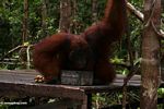 Rehabilitated adult male Borneo Orangutan drinking milk on feeding platform at Pondok Tanggui (Kalimantan, Borneo (Indonesian Borneo)) 