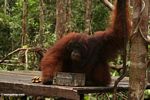 Ex-captive adult male Borneo Orangutan drinking at Pondok Tanggui (Kalimantan, Borneo (Indonesian Borneo)) 