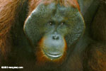 Adult male Borneo Orang-utan (Pongo pygmaeus) at Pondok Tanggui (Kalimantan, Borneo (Indonesian Borneo)) 