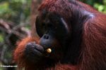 Ex-captive adult male Borneo Orangutan (Pongo pygmaeus) eating a banana (Kalimantan, Borneo (Indonesian Borneo)) 