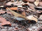 Butterfly in leaf litter (Kalimantan; Borneo (Indonesian Borneo))