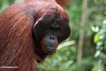 Adult male Borneo Orangutan (Pongo pygmaeus) at Pondok Tanggui (Kalimantan, Borneo (Indonesian Borneo)) 
