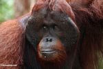 Adult male Orangutan at Pondok Tanggui (Kalimantan, Borneo (Indonesian Borneo)) 