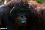 Rehabilitated adult male Orangutan at Pondok Tanggui (Kalimantan, Borneo (Indonesian Borneo)) 