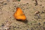 Orange butterfly on forest floor in Borneo (Kalimantan, Borneo (Indonesian Borneo)) 