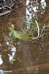 Aquatic grass (Kalimantan, Borneo (Indonesian Borneo)) 