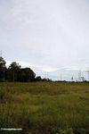 Deforested plain just outside Tanjung Puting National Park (Kalimantan, Borneo (Indonesian Borneo)) 