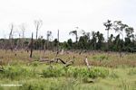 Area of rain forest that was slash-and-burned (Kalimantan, Borneo (Indonesian Borneo)) 