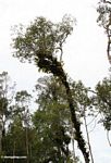 Epiphyte-laden canopy tree (Kalimantan; Borneo (Indonesian Borneo))
