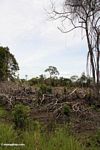 Cleared patch of rainforest (Kalimantan, Borneo (Indonesian Borneo)) 
