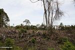Rainforest that has been slash-and-burned in Borneo (Kalimantan, Borneo (Indonesian Borneo)) 