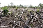 Charred remnants of a section of tropical rainforest that has been slash-and-burned for swidden agriculture (Kalimantan, Borneo (Indonesian Borneo)) 
