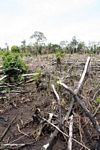 Charred tropical forest remains from slash-and-burn agriculture (Kalimantan, Borneo (Indonesian Borneo)) 
