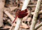 Red Grasshawk dragonfly (Neurothemis fluctuans) (Kalimantan, Borneo (Indonesian Borneo)) 
