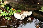 White fungi growing on rotting log (Kalimantan, Borneo (Indonesian Borneo)) 