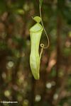 Nepenthes reinwardtiana pitcher plant (Kalimantan, Borneo (Indonesian Borneo)) 