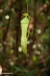 Nepenthes reinwardtiana pitcher plant in Borneo jungle (Kalimantan; Borneo (Indonesian Borneo))