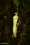 Pitcher plant; Nepenthes reinwardtiana; in rain forest of Borneo (Kalimantan; Borneo (Indonesian Borneo))