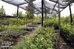 Tree seedlings at reforestation project in Tanjung Puting National Park (Kalimantan, Borneo (Indonesian Borneo)) 
