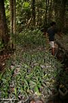 Seedlings at reforestation project in Tanjung Puting National Park (Kalimantan, Borneo (Indonesian Borneo)) 