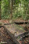 Sprouting seedlings at reforestation project in Tanjung Puting National Park (Kalimantan, Borneo (Indonesian Borneo)) 