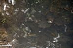 Killifish in small blackwater pond in the peat swamp forest of Borneo (Kalimantan, Borneo (Indonesian Borneo)) 