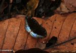 Black butterfly with blue wing sections; resting on a fallen leaf on the forest floor (Kalimantan; Borneo (Indonesian Borneo))