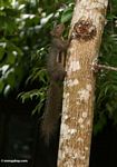 Borneo forest squirrel with orangish belly (Kalimantan, Borneo (Indonesian Borneo)) 