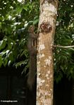 Borneo forest squirrel with orangish belly anda black band along its flank (Kalimantan, Borneo (Indonesian Borneo)) 