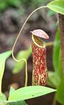 Red pitcher plant (Nepenthes rafflesiana) (Kalimantan, Borneo (Indonesian Borneo)) 
