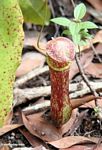 Red pitcher plant (Nepenthes rafflesiana) growing near forest floor (Kalimantan; Borneo (Indonesian Borneo))