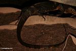 Water monitor lizard under a house (Kalimantan, Borneo (Indonesian Borneo)) 