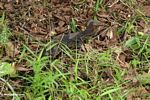 Small water monitor (Varanus salvator) (Kalimantan, Borneo (Indonesian Borneo)) 