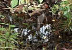 Water monitor (Varanus salvator) making its way through the Borneo swamp forest (Kalimantan, Borneo (Indonesian Borneo)) 