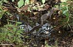Water monitor (Varanus salvator) in the Borneo swamp forest (Kalimantan, Borneo (Indonesian Borneo)) 