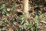 Water monitor (Varanus salvator) in the forest (Kalimantan, Borneo (Indonesian Borneo)) 