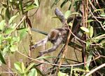 Java monkey (Macaca fascicularis) reaching (Kalimantan, Borneo (Indonesian Borneo)) 
