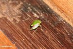 Green and brown bug or beetle (Kalimantan, Borneo (Indonesian Borneo)) 