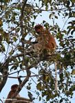 Proboscis monkeys in fruit tree (Kalimantan, Borneo (Indonesian Borneo)) 
