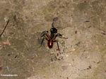 Large ant in Borneo rainforest (Kalimantan, Borneo (Indonesian Borneo)) 