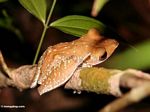 Tree frog in the Borneo rain forest (Kalimantan, Borneo (Indonesian Borneo)) 